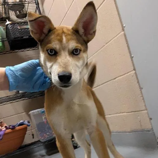 A baby small-sized female Yellow / Tan / Blond / Fawn Mixed Breed dog named Lilo for adoption in Tacoma, WA