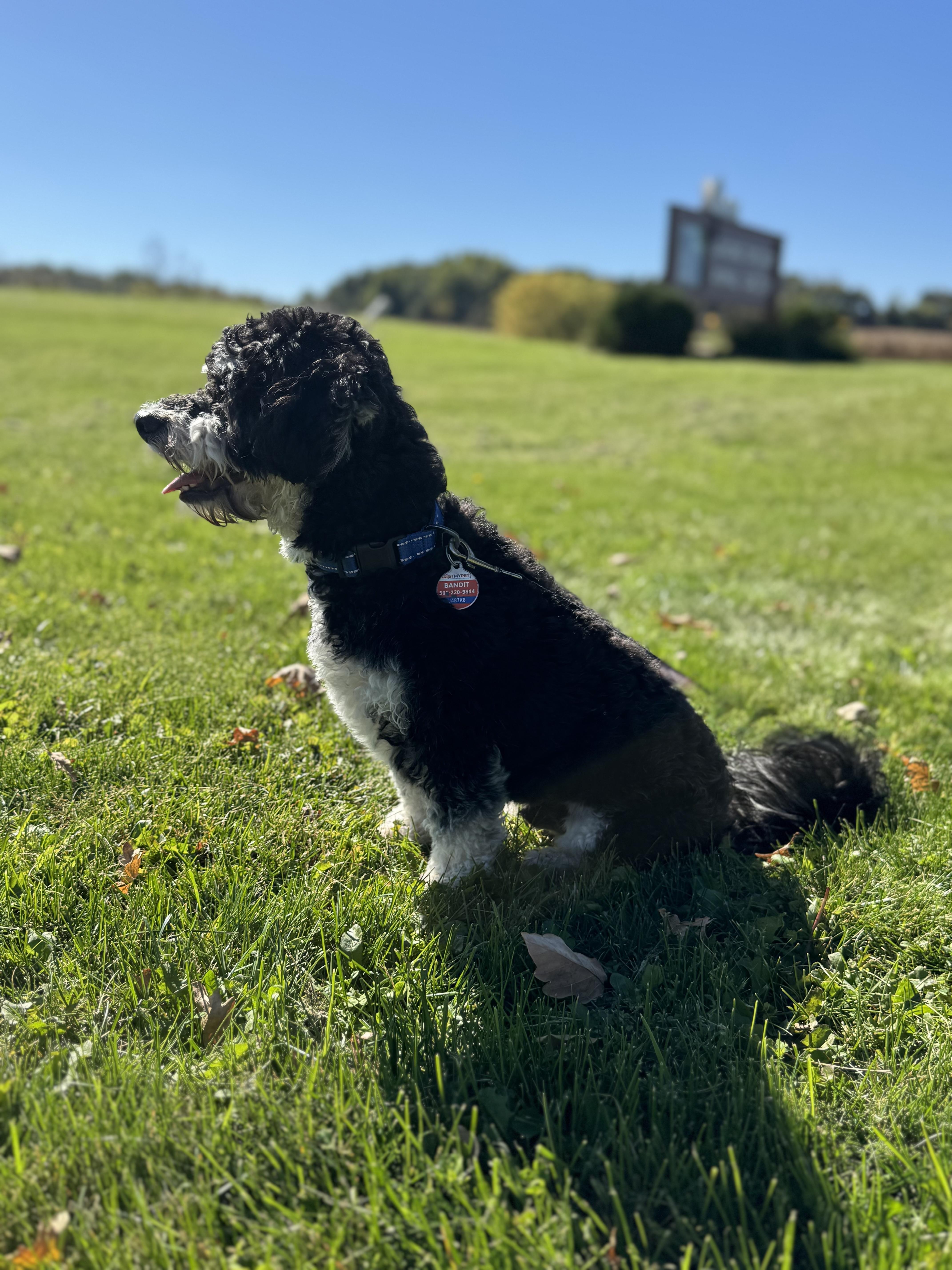 A young small-sized male Black Havanese dog named Bandit for adoption in Tomah, WI