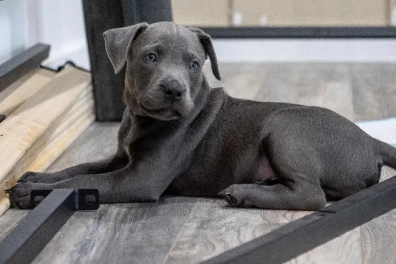 A baby medium-sized male Labrador Retriever dog named Gus for adoption in Mount Juliet, TN