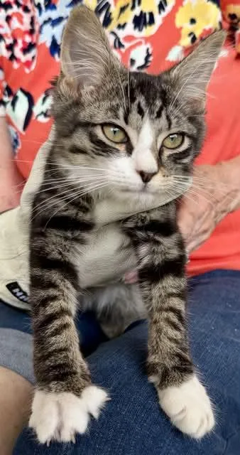 A baby medium-sized male Tabby (Brown / Chocolate) Domestic Medium Hair cat named Rayne for adoption in Greenville, NC