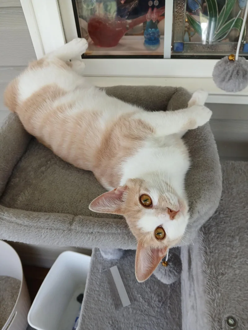 A young medium-sized female Orange / Red Domestic Short Hair cat named Charlene for adoption in Pittsboro, NC