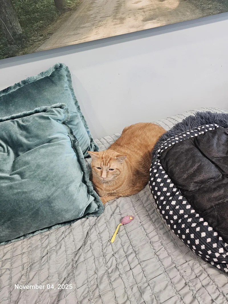 Garfield thumbnail 2