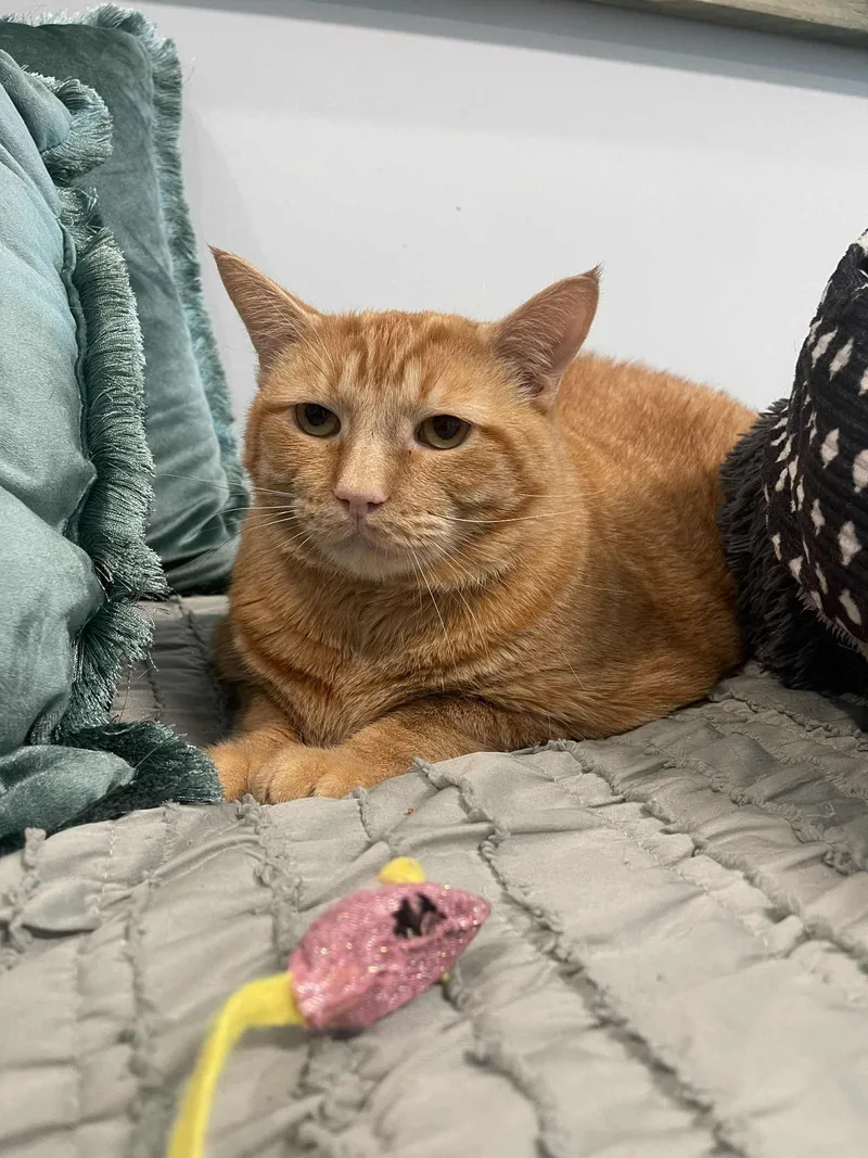 Garfield thumbnail 3