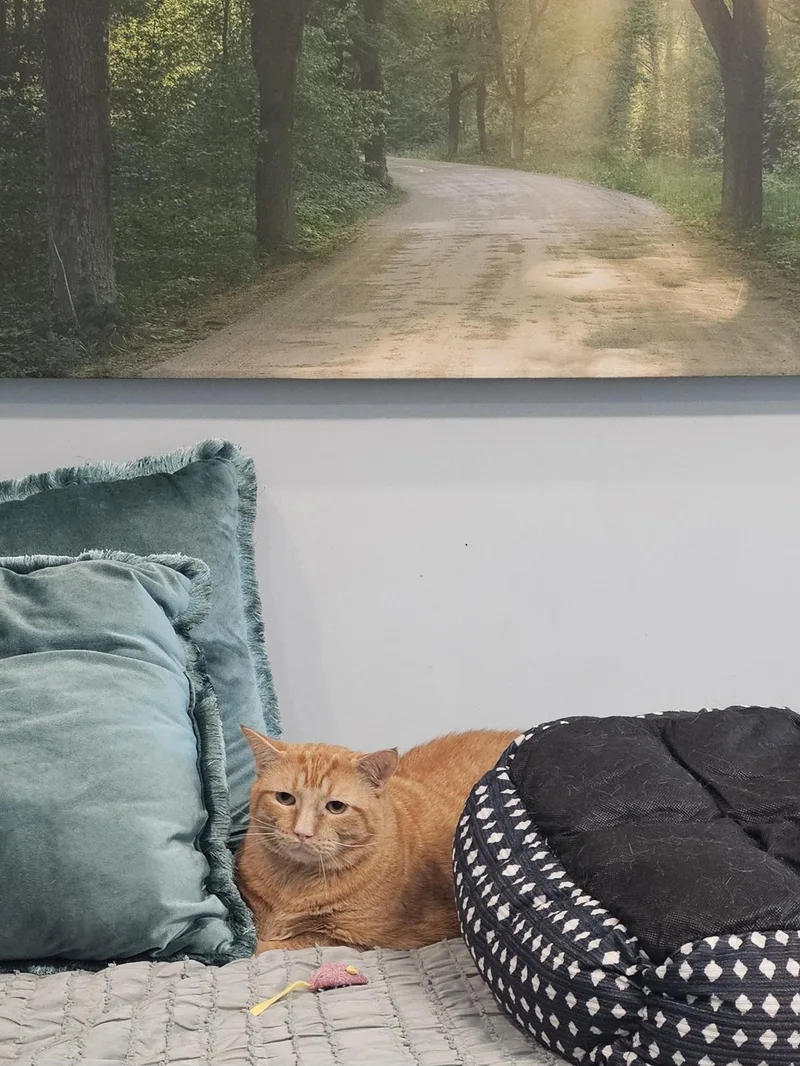 Garfield thumbnail 4