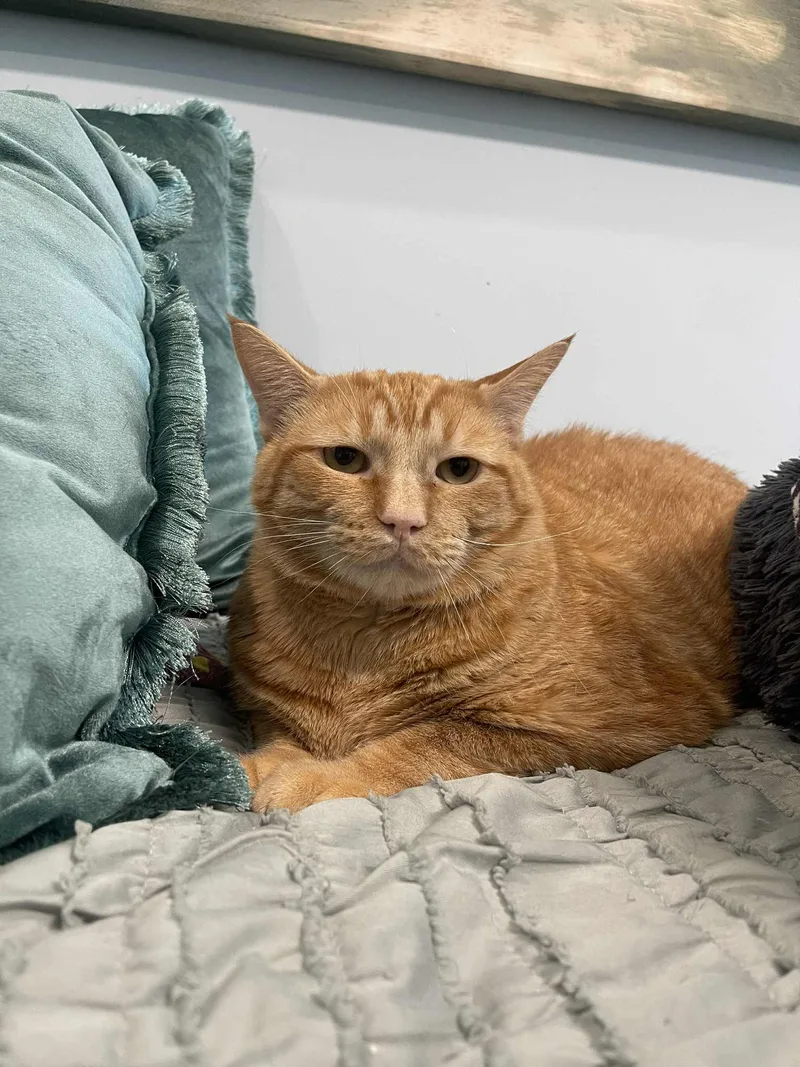 Garfield thumbnail 5