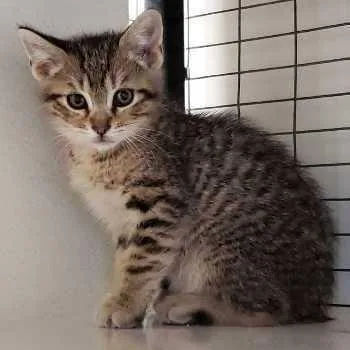 A baby small-sized male Domestic Short Hair cat named Coconut for adoption in Redwood City, CA