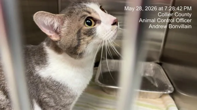 An adult large-sized male Domestic Short Hair cat named Benny for adoption in Naples, FL
