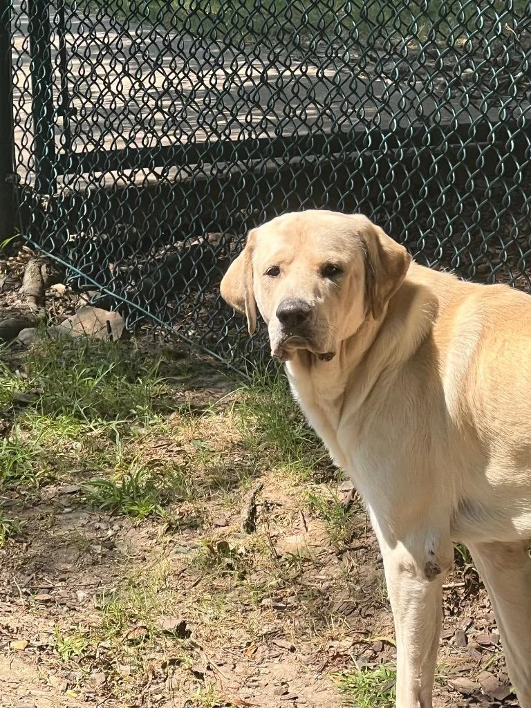 An adult large-sized male Great Pyrenees dog named Ru for adoption in Little Rock, AR