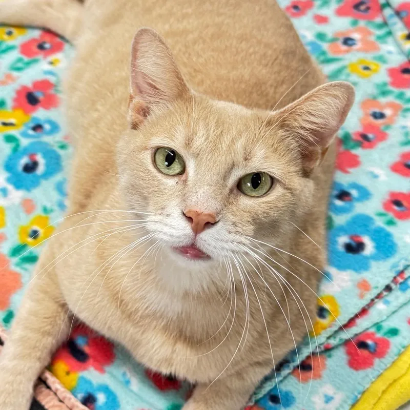 An adult medium-sized male Domestic Short Hair cat named Calvin for adoption in Battle Creek, MI