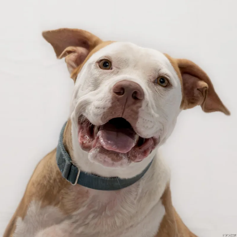 A young medium-sized female Brown / Chocolate Mixed Breed dog named Star for adoption in BONIFAY, FL