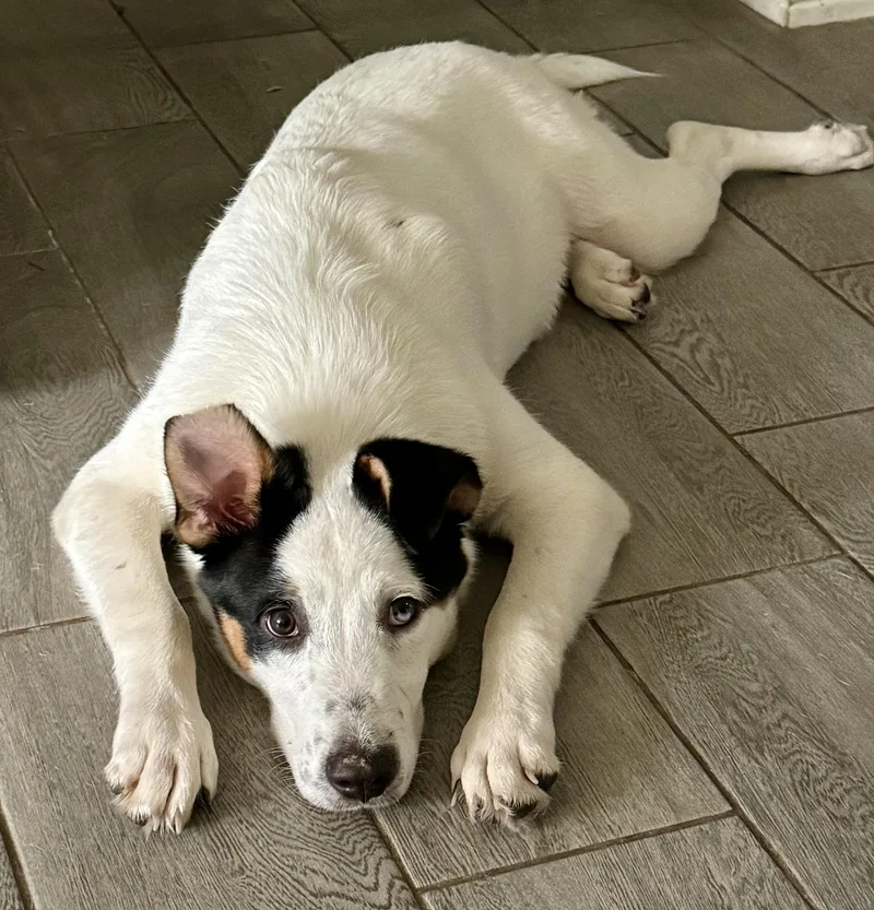 A baby medium-sized male Border Collie dog named Percival for adoption in Apache Junction, AZ
