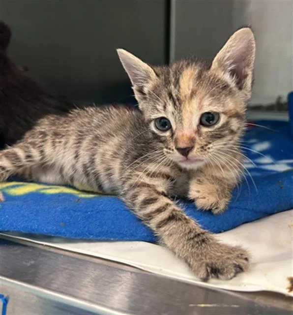 A baby medium-sized female Domestic Short Hair cat named Pretzel for adoption in Dallas, TX
