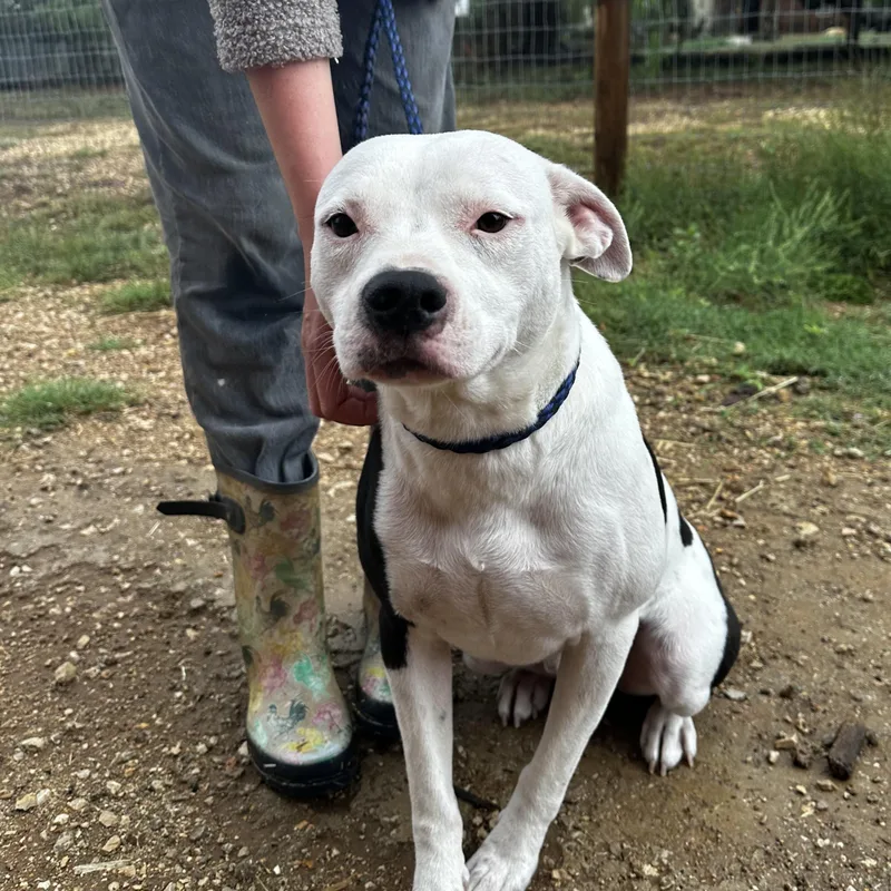 An adult medium-sized male White / Cream American Staffordshire Terrier dog named Clayton for adoption in Seguin, TX
