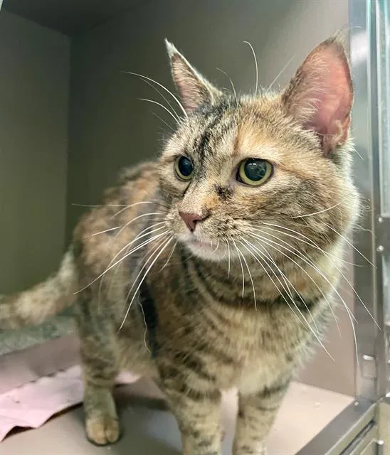 An adult medium-sized female Domestic Medium Hair cat named Ava Mae for adoption in Clyde, NC