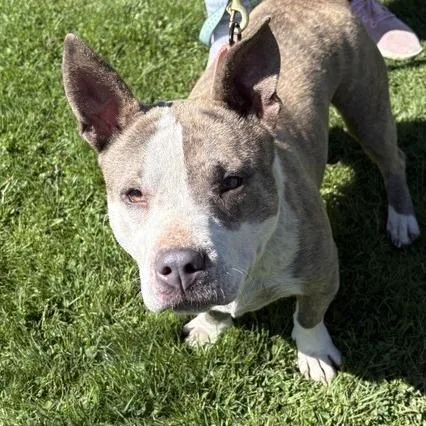An adult medium-sized female Yellow / Tan / Blond / Fawn Mixed Breed dog named Louise for adoption in Middletown, RI
