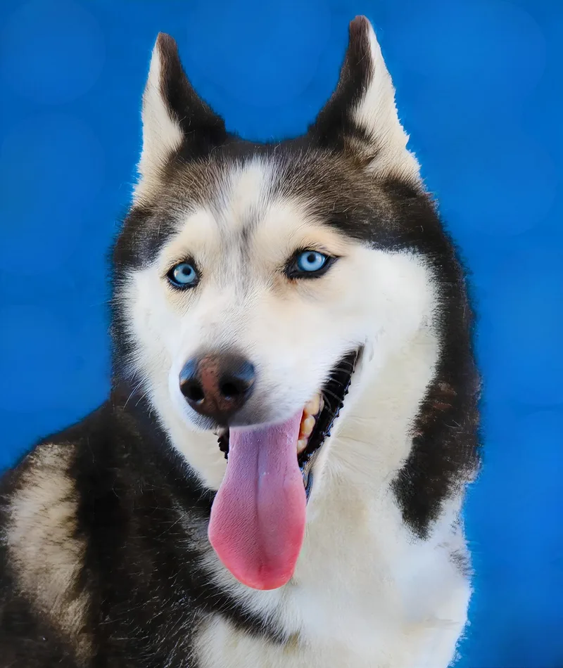 An adult medium-sized female Siberian Husky dog named Bella for adoption in Pasadena, CA