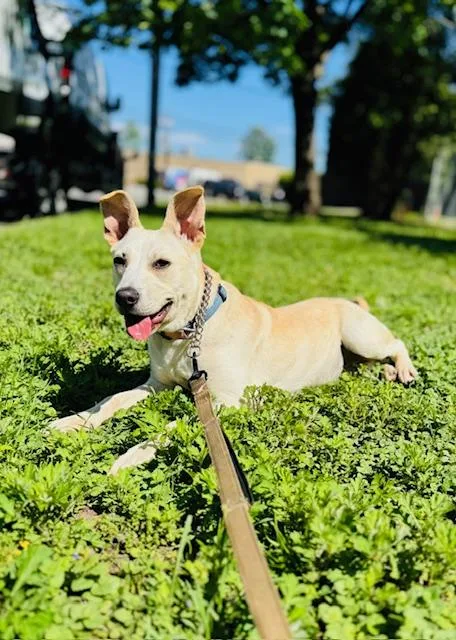 An adult medium-sized female Apricot / Beige Mixed Breed dog named Rosie for adoption in Englewood, NJ