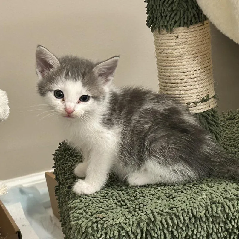 A baby small-sized male Gray / Blue / Silver Domestic Short Hair cat named Jay for adoption in Chattanooga, TN