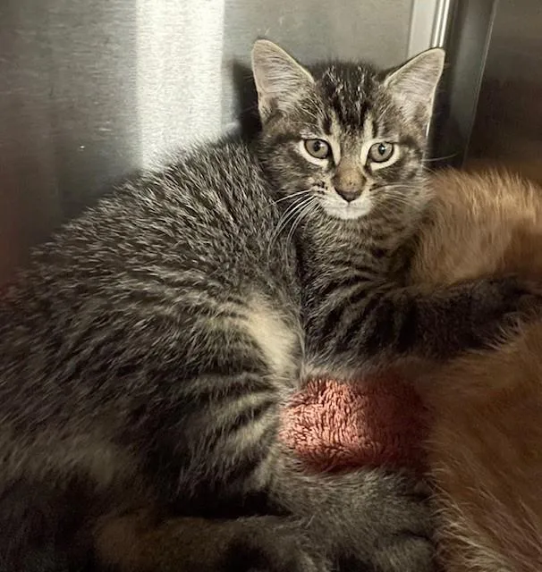 A young medium-sized male Tabby (Brown / Chocolate) Domestic Medium Hair cat named Yangtze for adoption in Prudenville, MI