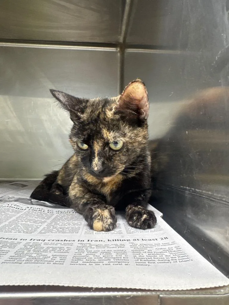 A young medium-sized female Domestic Short Hair cat named Yetti for adoption in Belton, TX