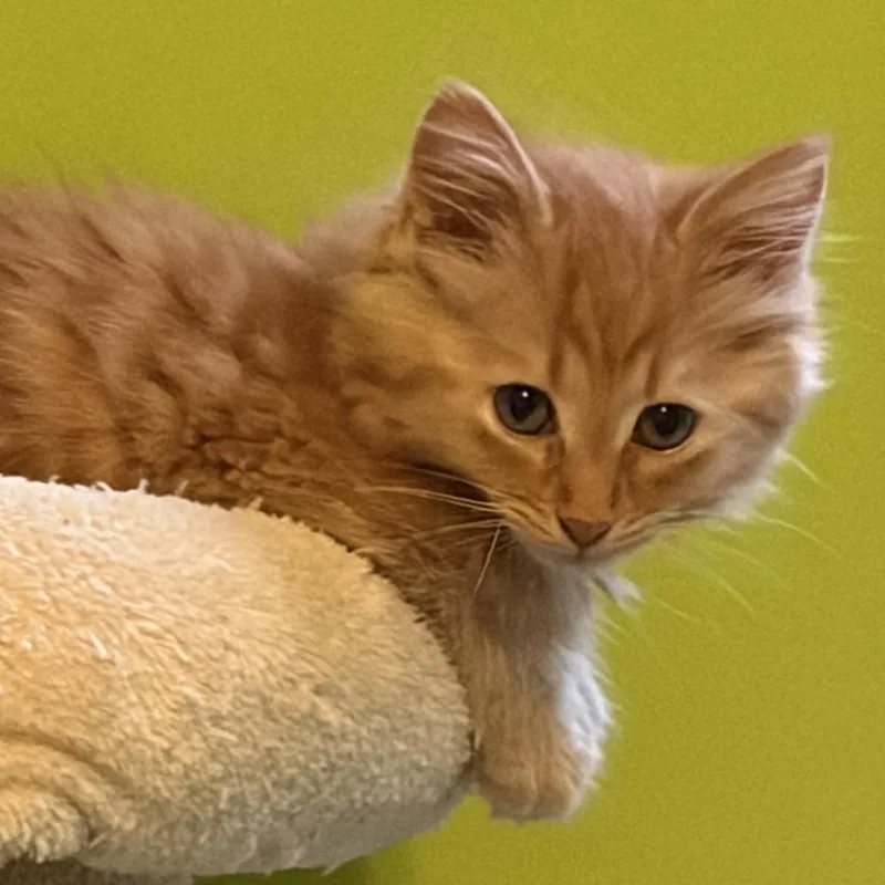 Mango Westie thumbnail 3