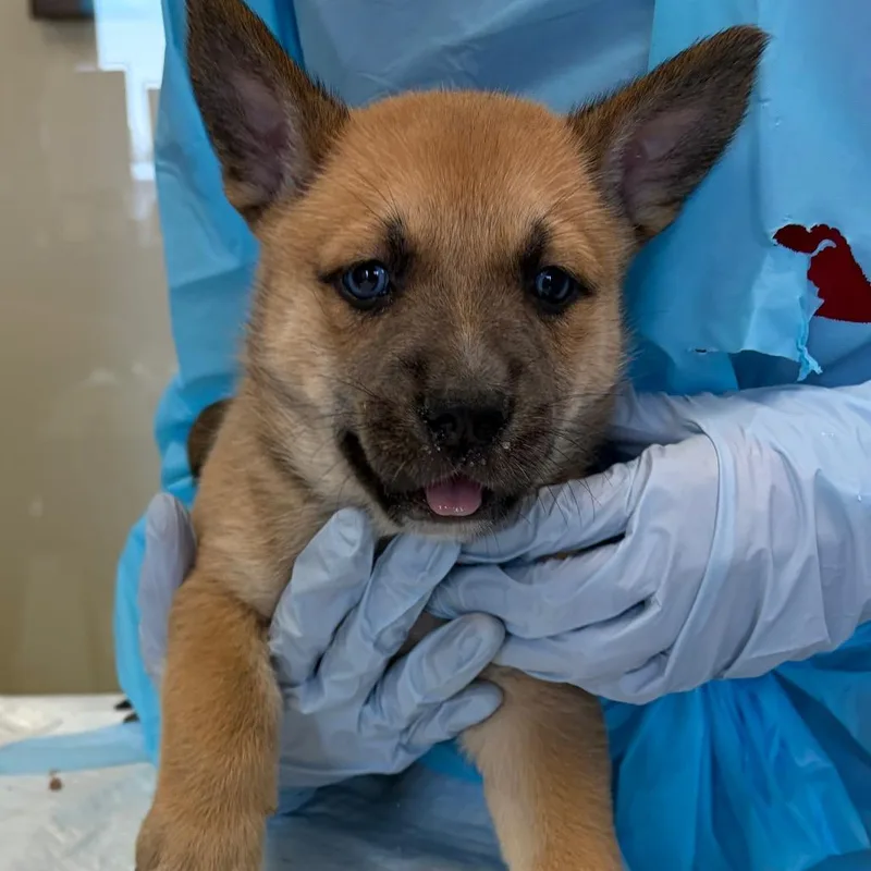 A baby small-sized male Yellow / Tan / Blond / Fawn Australian Shepherd dog named Schubert for adoption in Nashville, TN