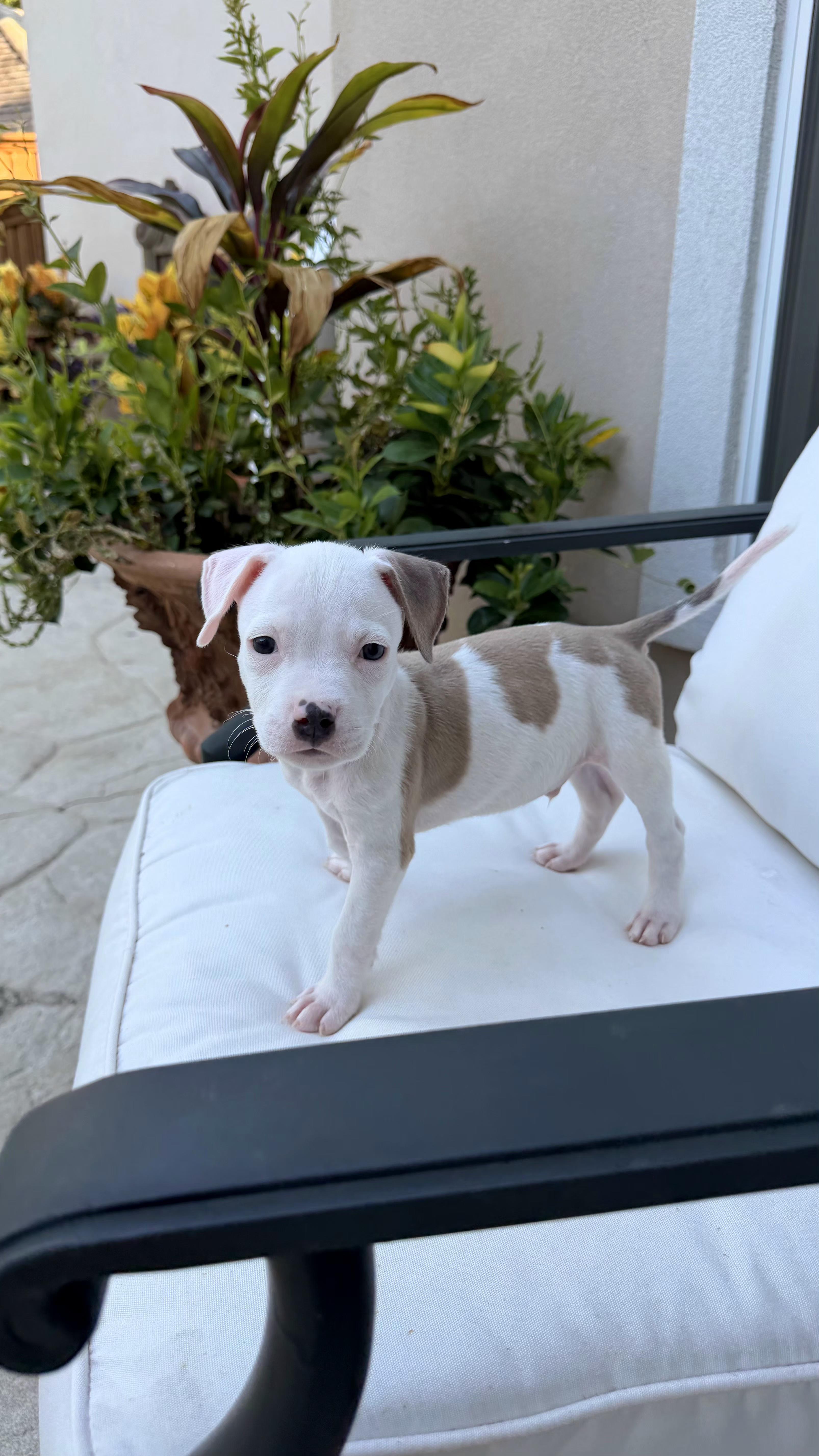 A baby medium-sized male Pit Bull Terrier dog named Boone for adoption in Plano, TX