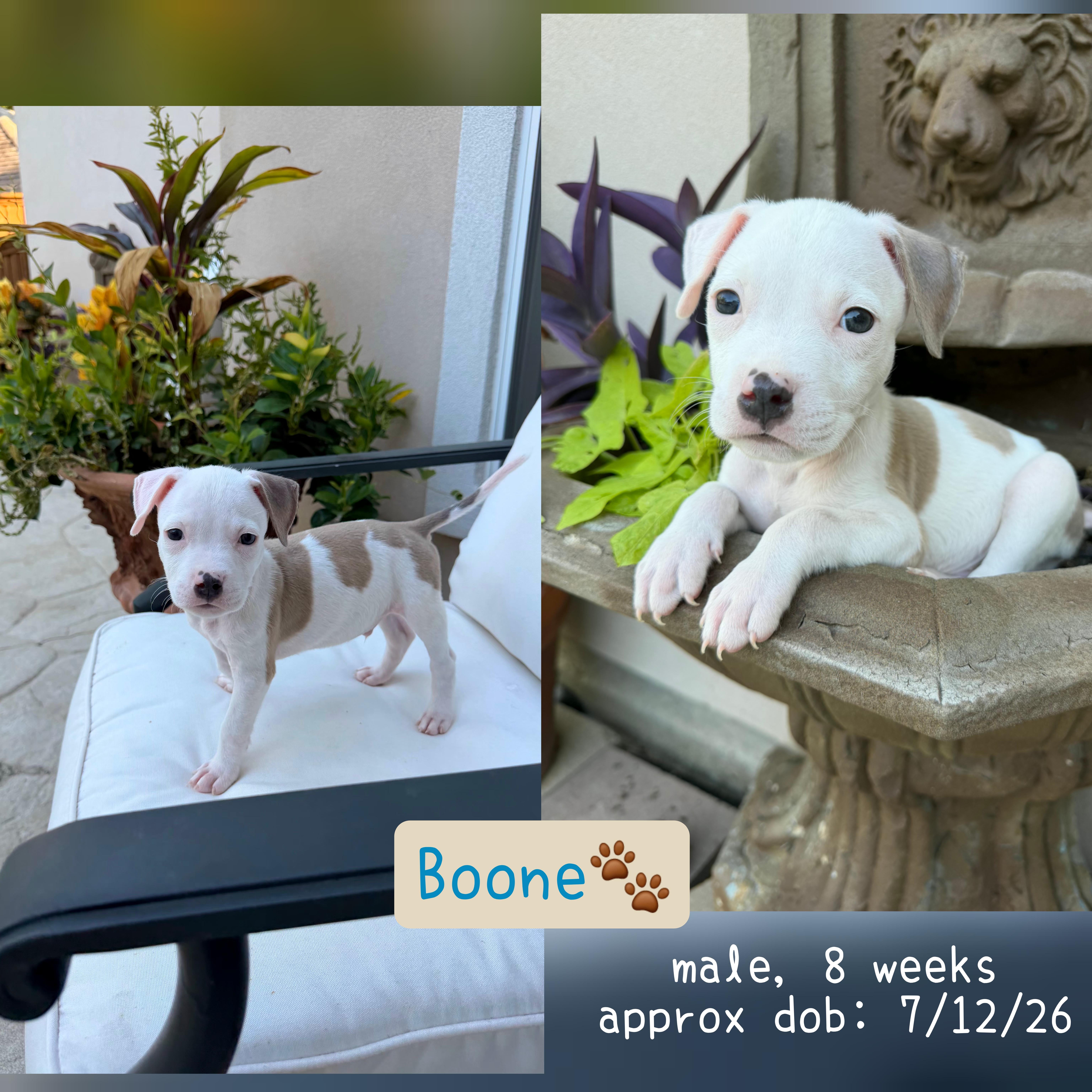 Boone thumbnail 3