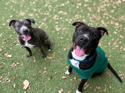 A young medium-sized male Terrier dog named Benjamin Franklin for adoption in Gainesville, FL