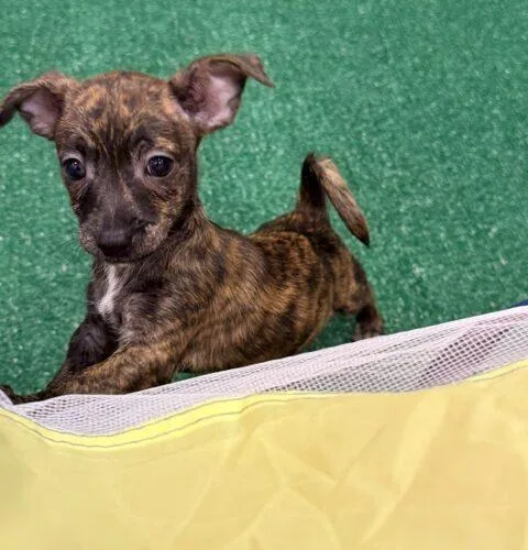 A baby small-sized female Brindle Chihuahua dog named Porsche for adoption in Henderson, NV