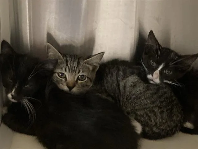 A baby small-sized female Domestic Short Hair cat named Fifa for adoption in Tustin, CA