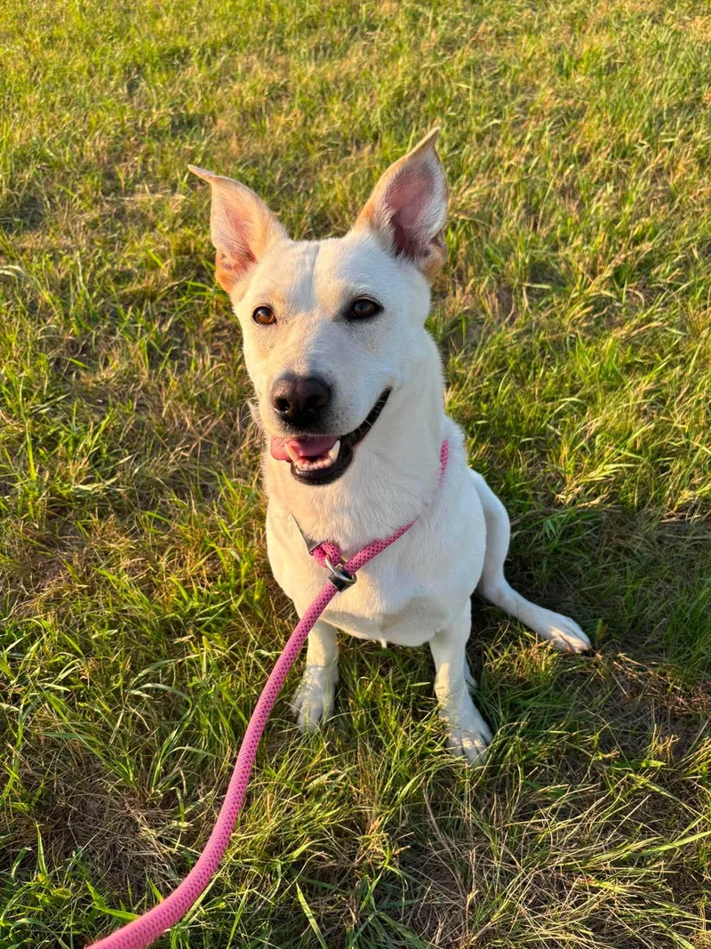 An adult medium-sized female White / Cream Cattle Dog dog named Rue for adoption in Grand Forks, ND