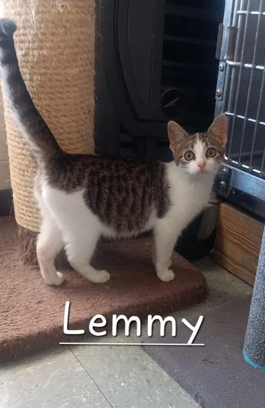A baby medium-sized female Domestic Short Hair cat named Lemmy for adoption in Seymour, IN