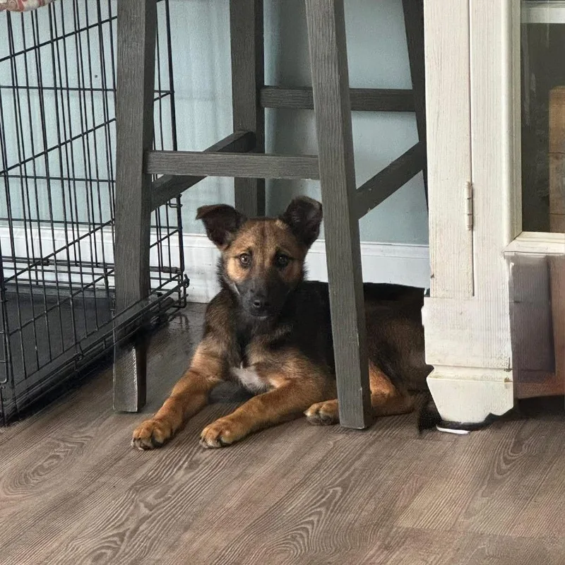A baby small-sized female Yellow / Tan / Blond / Fawn German Shepherd Dog dog named Shei for adoption in Farmersville, OH