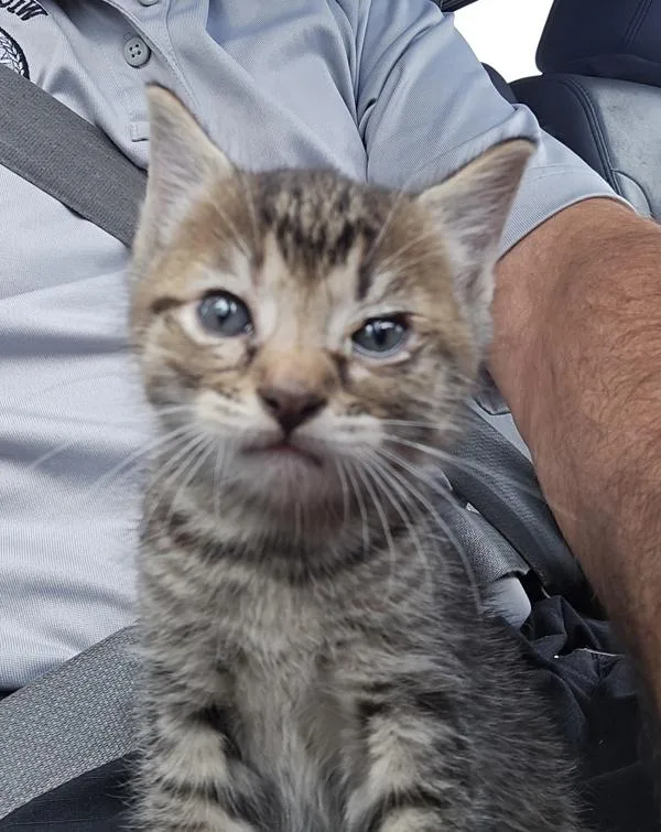 A baby small-sized female Domestic Short Hair cat named Yacht for adoption in Salisbury, MD