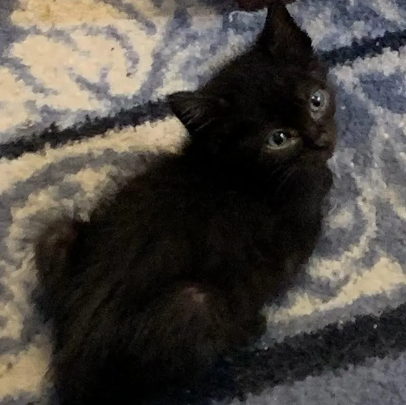 A baby medium-sized male Black Domestic Short Hair cat named Jekyll for adoption in Pasco, WA