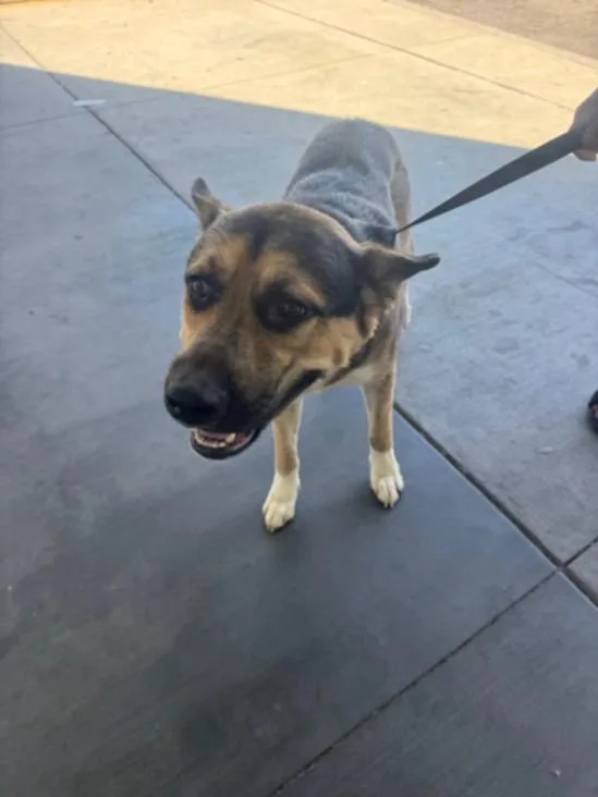 A young large-sized male German Shepherd Dog dog named Max for adoption in Los Angeles, CA