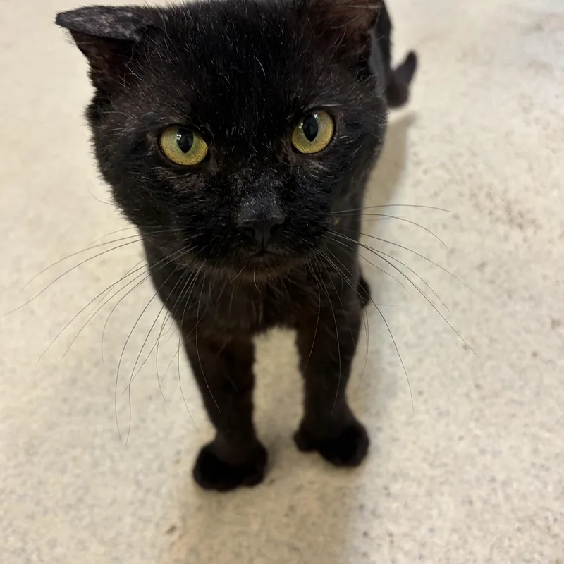 An adult medium-sized male Black Domestic Short Hair cat named Iggy for adoption in Westbrook, CT