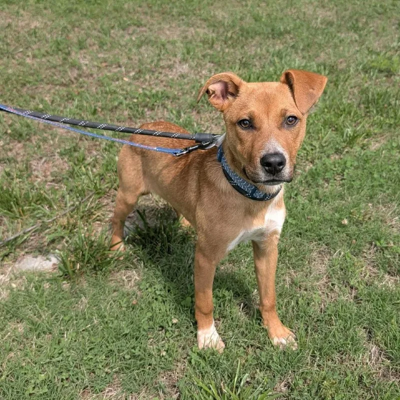 A young medium-sized male Yellow / Tan / Blond / Fawn Pit Bull Terrier dog named Larry for adoption in Greensboro, NC
