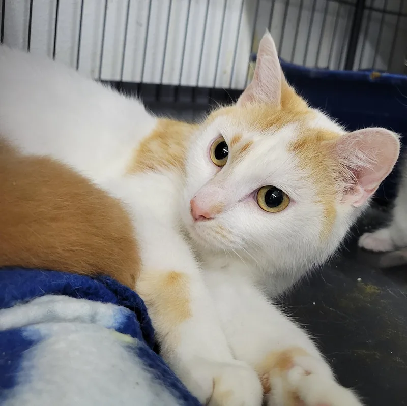 An adult medium-sized female Domestic Short Hair cat named Buffy for adoption in Clarinda, IA