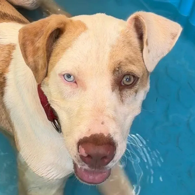 A young medium-sized male Hound dog named Bingo for adoption in Bloomfield, CT