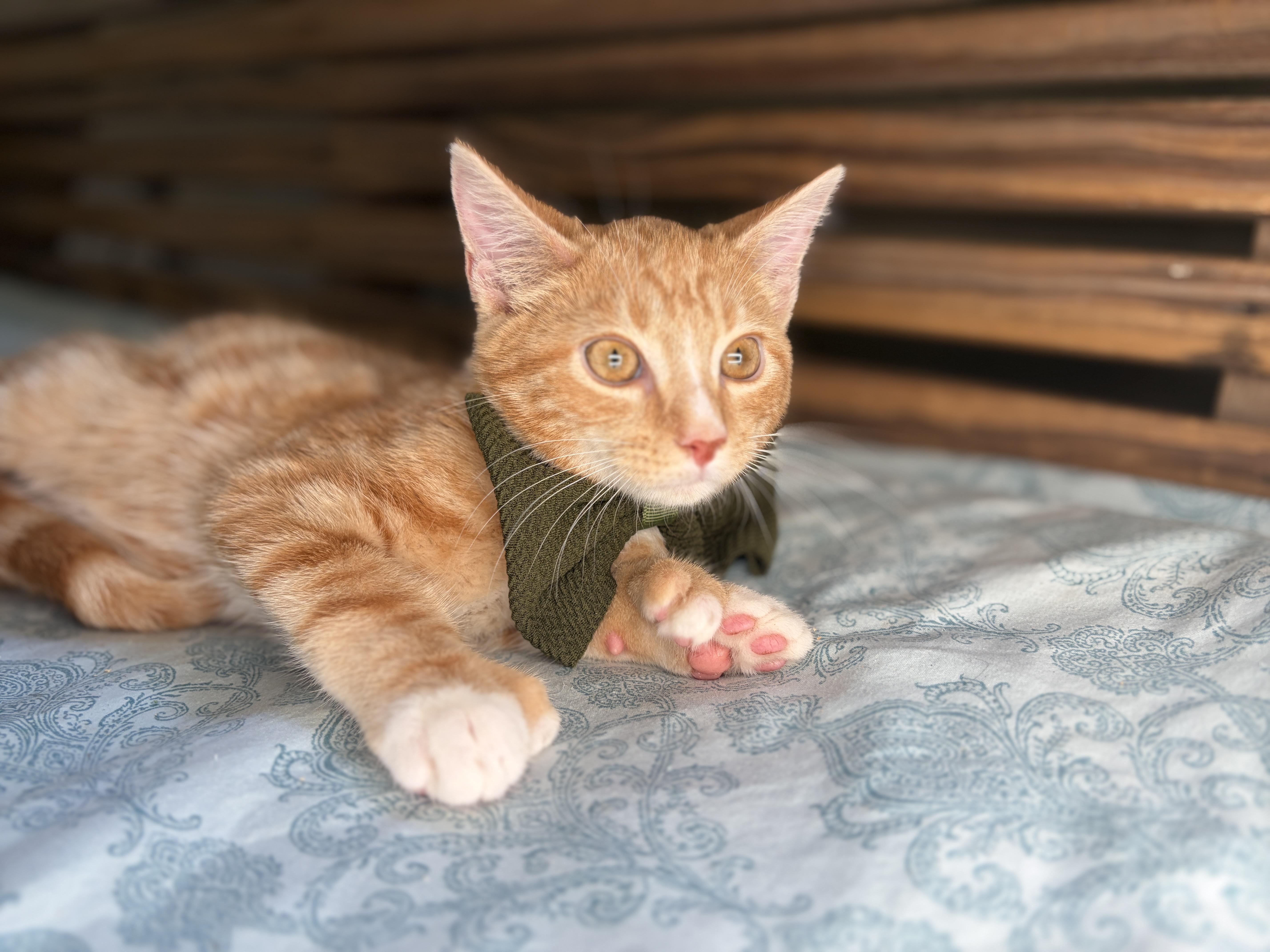 A baby medium-sized male Orange / Red Extra-Toes Cat / Hemingway Polydactyl cat named Bubbles for adoption in Lucedale, MS