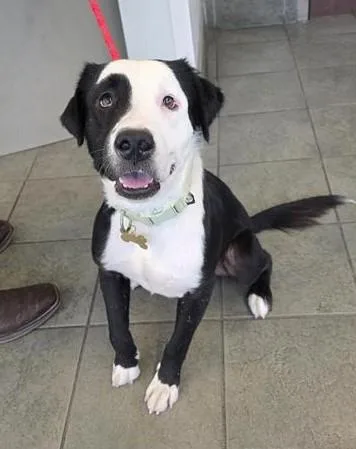 A young medium-sized male Labrador Retriever dog named Reese for adoption in San Antonio, TX