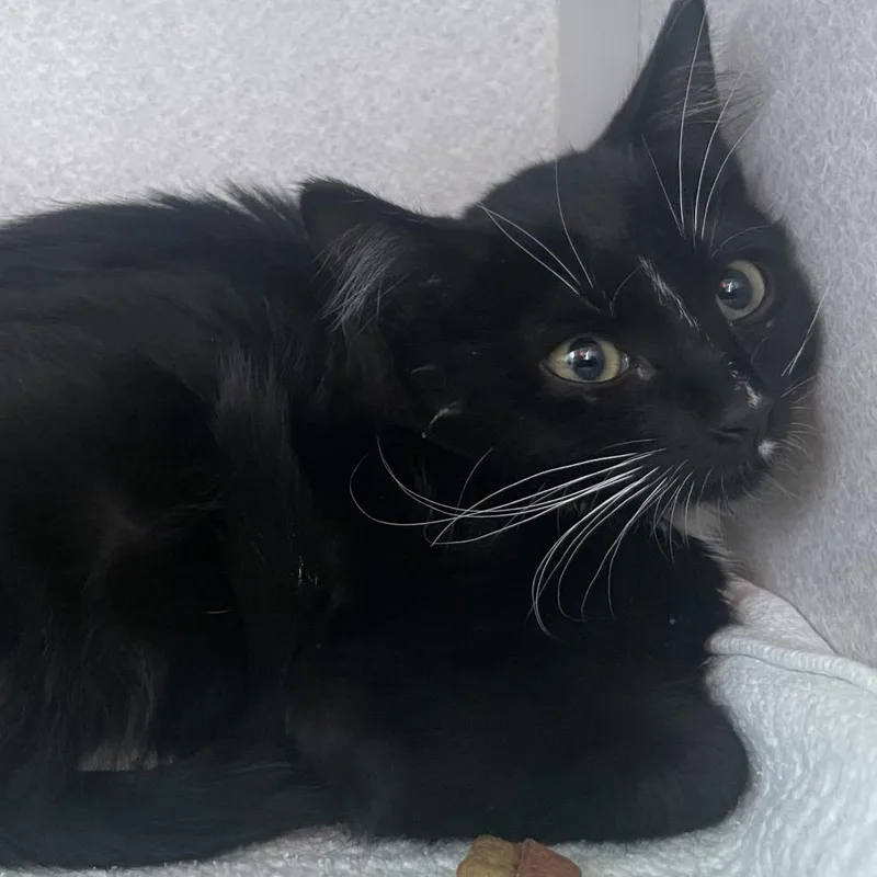 A baby small-sized female Black Domestic Short Hair cat named Fergie for adoption in Buffalo, WY