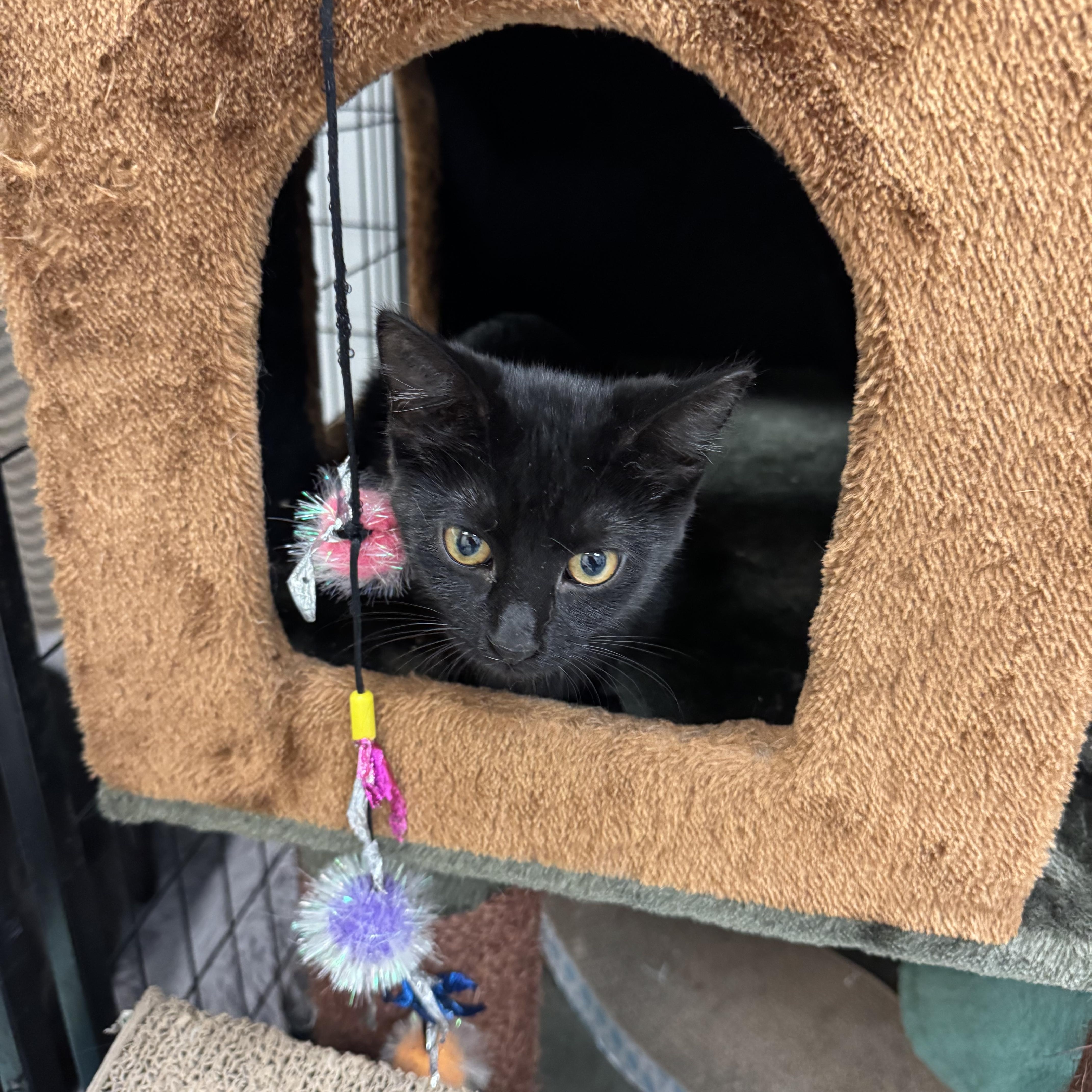 A baby small-sized female Black Domestic Short Hair cat named Violet for adoption in Crystal Lake, IL