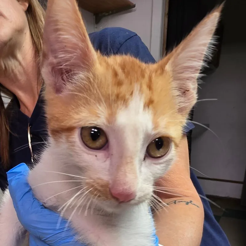 A baby small-sized male Orange / Red Domestic Short Hair cat named Xerces for adoption in Leander, TX