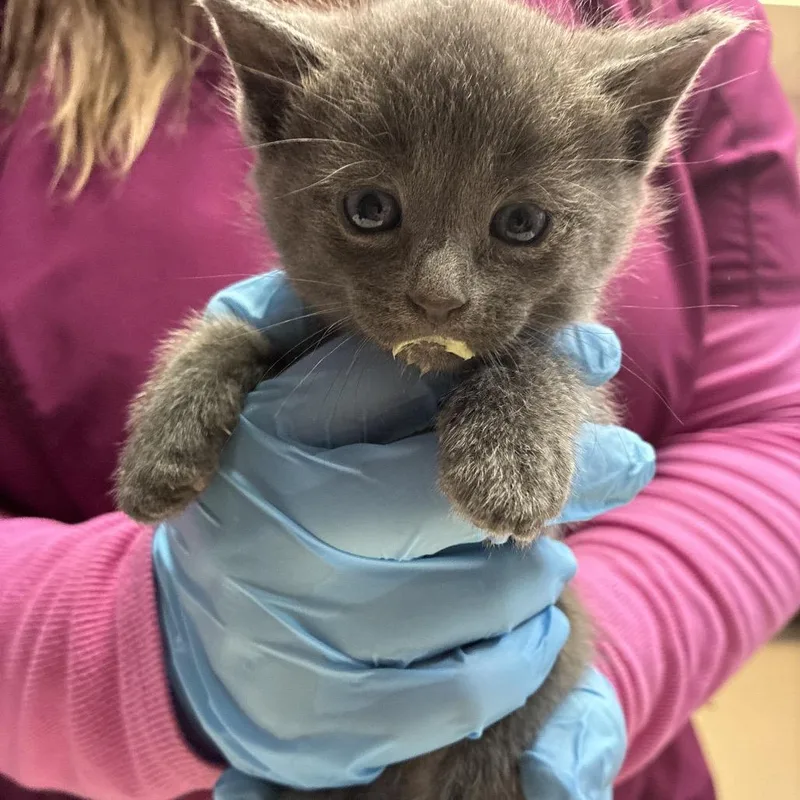 A baby small-sized female Gray / Blue / Silver Domestic Short Hair cat named Serene for adoption in Newark, NJ
