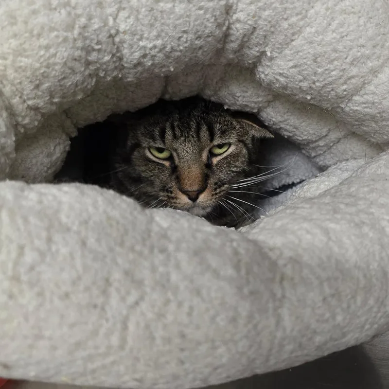 An adult large-sized male Brown / Chocolate American Shorthair cat named Nook for adoption in Spokane, WA