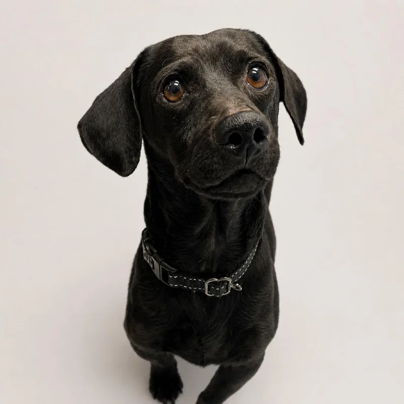 An adult small-sized male Black Dachshund dog named Samson for adoption in Concord, NC