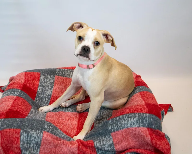 A young medium-sized female Boxer dog named Amanda for adoption in Kennesaw, GA